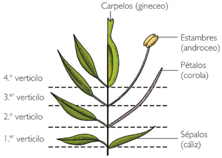 Planta angiosperma (Gineceo)